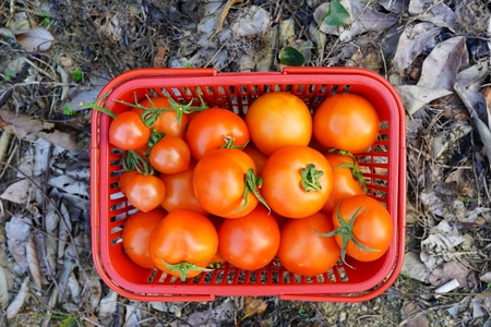 西红柿-茄子-蔬菜-花菜-营养物质 图片素材
