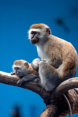 猴子-动物-内心-心理-思想 图片素材
