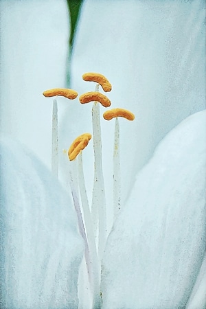 花-形状-静物-创意-油画 图片素材