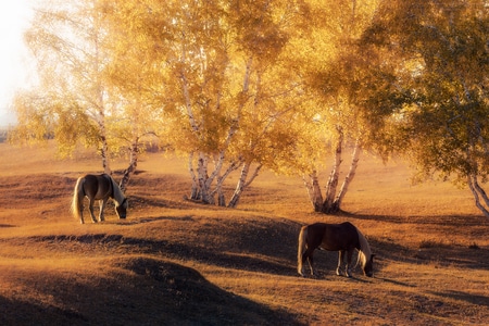 秋天-草原-旅行-色彩-自然 图片素材