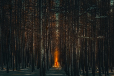 光-创意-场景-树林-木板 图片素材