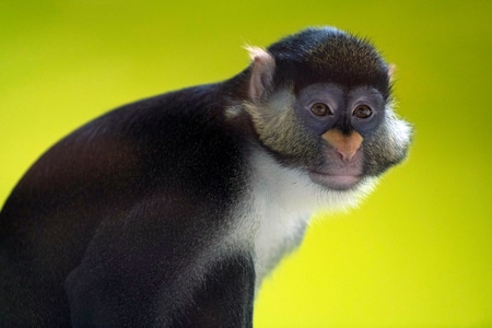 猴子-动物-内心-心理-思想 图片素材