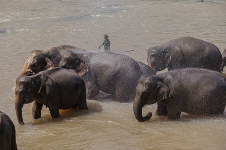 野生动物-动物-大象-斯里兰卡-旅行 图片素材