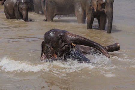 野生动物-动物-大象-斯里兰卡-旅行 图片素材