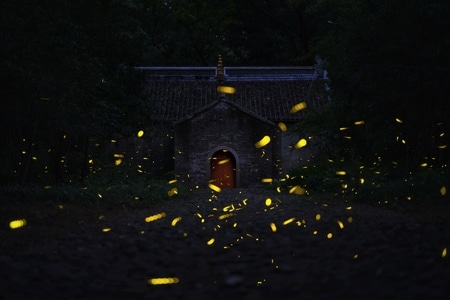 萤火虫-夜景-风光-旅行-演出 图片素材