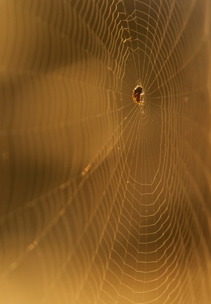 mppa视界-手机摄影-蜘蛛-动物-蜘蛛网 图片素材