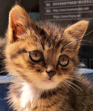 手机摄影-猫-猫咪-动物-喵星人 图片素材