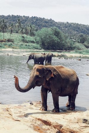 你好2020-斯里兰卡-旅拍-象-动物 图片素材