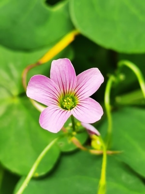 花草-植物-手机拍摄-风景-户外 图片素材