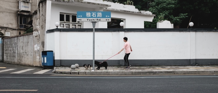 淡雅-街头-街头摄影-扫街-遛狗 图片素材