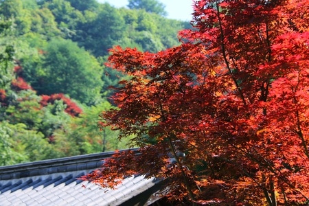 茅镬古村-山水江南-风景-树-树木 图片素材