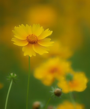 蝶恋花-小黄花-花-花朵-花卉 图片素材