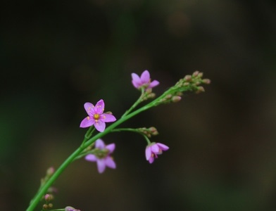 仙人掌-花花草草-植物-花-花卉 图片素材