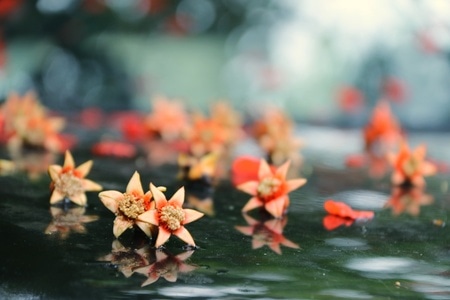 石榴花-绣线菊-花-花朵-花卉 图片素材
