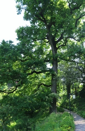 茅镬古村-山水江南-树林-树木-树 图片素材