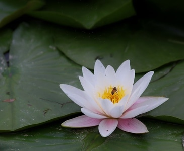 出淤泥而不染-清新脱俗-荷花-花朵-花卉 图片素材