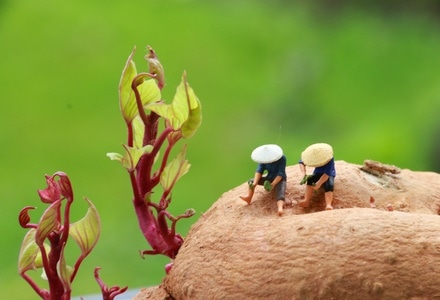 地瓜发芽了-辛苦劳作-农民-小人-地瓜 图片素材