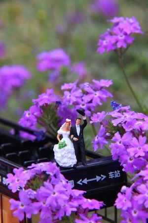 唯美紫色-乐队-花-花朵-花卉 图片素材