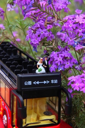 唯美紫色-乐队-花-花朵-花卉 图片素材