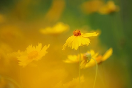 蝶恋花-小黄花-花-花蕊-小黄花 图片素材