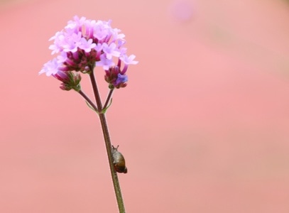 蜗牛-马鞭草-花-花朵-花卉 图片素材