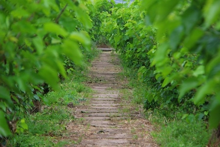 桑椹-热带雨林-道路-小道-风景 图片素材