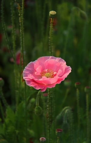 虞美人-花-植物-花-花卉 图片素材