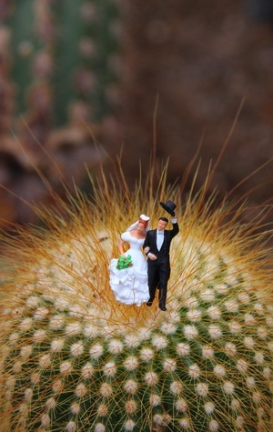 仙人掌-新婚-玩具小人-仙人掌-情侣 图片素材