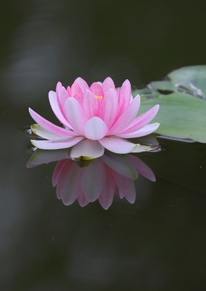 出淤泥而不染-清新脱俗-荷花-花朵-花卉 图片素材