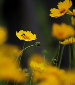 蝶恋花-小黄花-花-花蕊-小黄花 图片素材