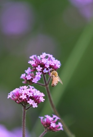 紫色花海-大自然的小生物-昆虫-黄蜂-花 图片素材