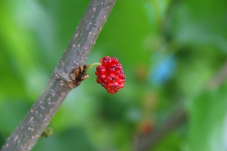 桑椹-热带雨林-桑椹-植物-果实 图片素材
