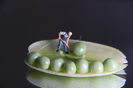 豌豆-高尔夫-豌豆-小人模型-老人 图片素材