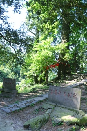 茅镬古村-山水江南-茅镬古村-树林-树木 图片素材