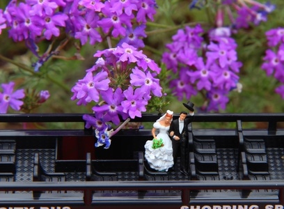 唯美紫色-乐队-花-花朵-花卉 图片素材