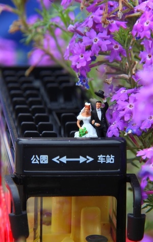 唯美紫色-乐队-花-花朵-花卉 图片素材