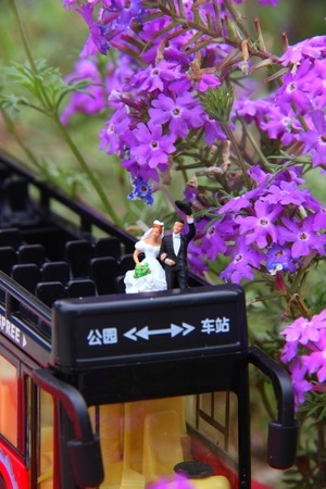 唯美紫色-乐队-花-花朵-花卉 图片素材