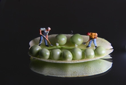豌豆-高尔夫-豌豆-小人模型-老人 图片素材