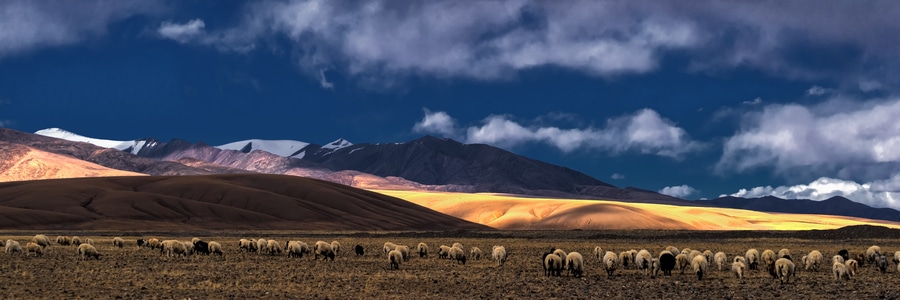 西藏-阿里-自然风光-动物-藏地风光 图片素材