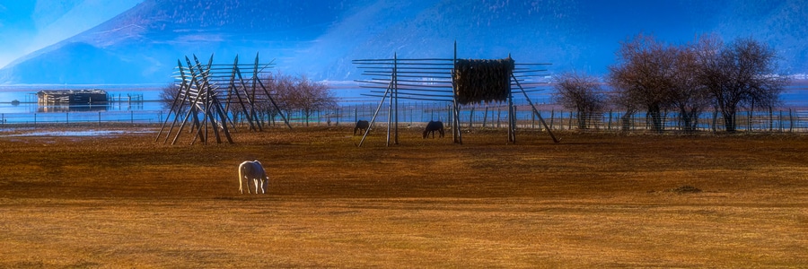 动物-自然风光-马🐴-湿地-牧场 图片素材