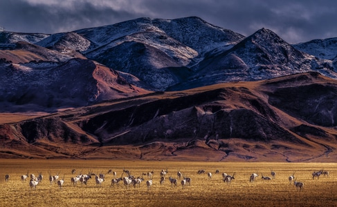 西藏-大自然-冬季-野生动物-阿里 图片素材