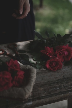 初夏-盛开的蔷薇-蔷薇-花-红花 图片素材