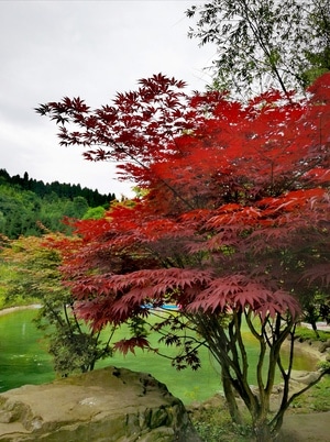 德阳市-旅拍-风景-风光-红叶 图片素材