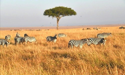 非洲-动物-风光-景色-斑马 图片素材