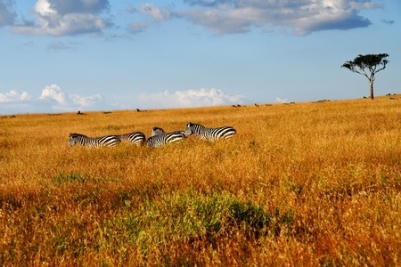 风光-风景-动物-野生动物-非洲 图片素材