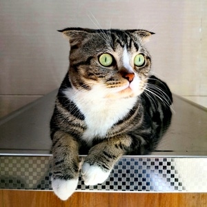 猫猫-萌宠-猫-猫咪-动物 图片素材
