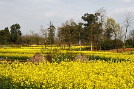 光影-风光-乡村-油菜花-油菜花 图片素材