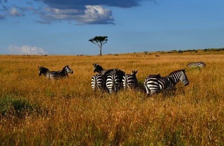 风光-风景-动物-野生动物-非洲 图片素材