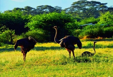 光影-旅行-风光-驼鸟-非洲 图片素材