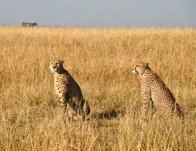 豹子-旅行-非洲-非洲猎豹-豹子 图片素材